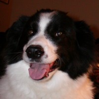 RIP Bandit...The Best Dog I've Ever Had.